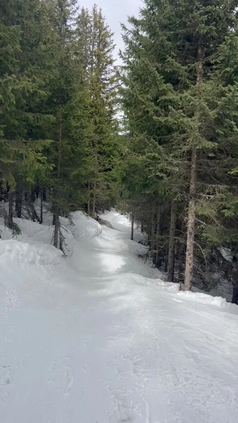 Skier point of view in forest by winter between green tree Stock Footage 334429047