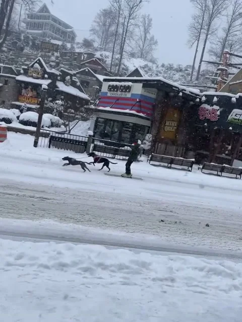 Skier Pulled By Dogs Through Downtown Gatlinburg, Gatlinburg, Tennessee, USA - 3 Stock Footage 328262022