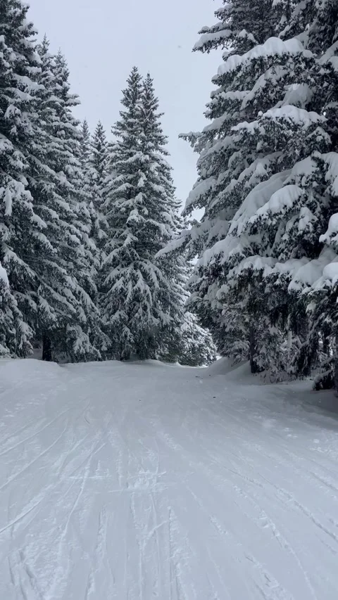 Skier recording while skiing between the snowy pine trees in French alps Stock Footage 334412535