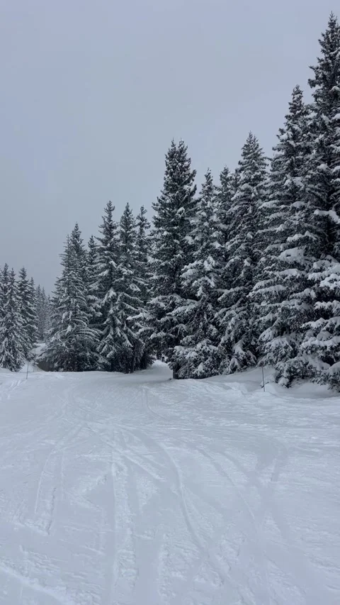 Skier recording while skiing between the snowy pine trees in French alps Stock Footage 334412625