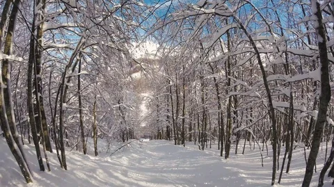 A skier skiing in the wood in  mountains, action camera footage Vídeo Stock 92521153