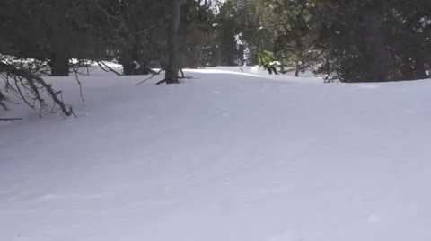 SKIER IN SLOWMOTION Stock Footage 41692732