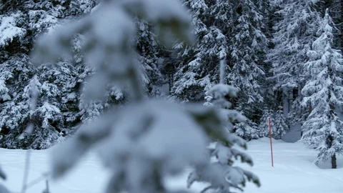 Skier through a snow-covered forest Stock Footage 92382161