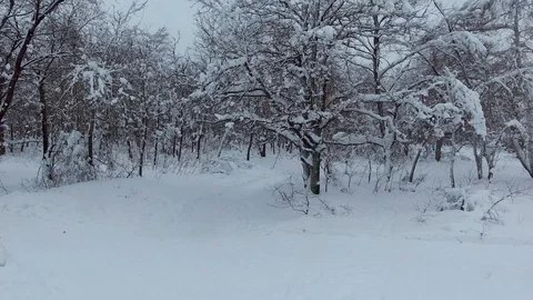 Skier in the winter forest Video stock 101179540