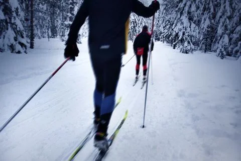 Skier in a winter forest Stock Photos