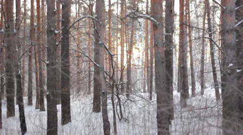 Skier in the woods Stock Footage 35714984