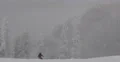 Skiers Fast Free Ride Winter Frozen Forest Mountain Scenery Snow Extreme Sport 4k or 4k+ Resolution