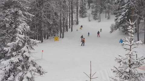 Skiers in forest Stock-Footage 146799341
