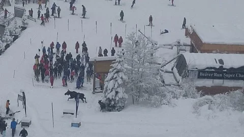 Skiers Must Make Way for the Moose, Breckenridge, Colorado, USA - 07 Mar 2019 Stock Footage 205228638