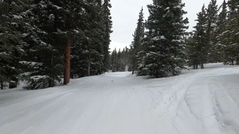 Skiing down Tree-lined path Stock Footage 149384855