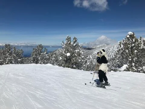 Skiing Panda Stock Photos