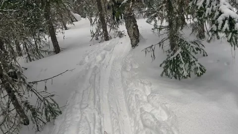 Skiing through dense dense forest. First-person view Video stock 180942652