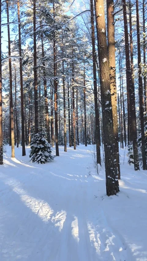Skiing through snowy pine forest trail in bright winter sun. Smooth skiing th Stock Footage 328919591