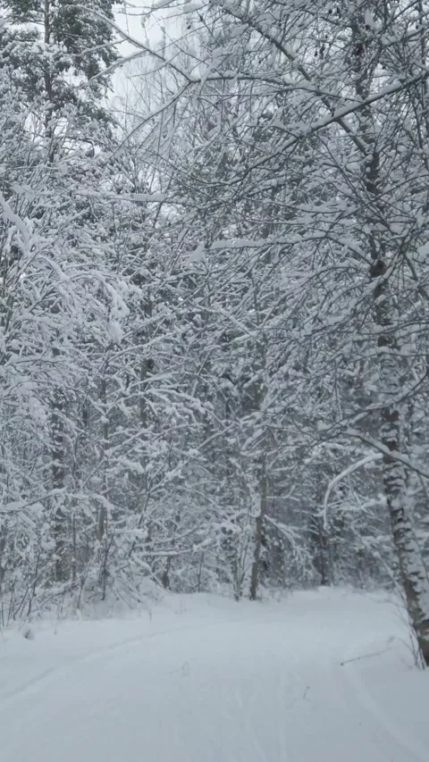 Skiing through snowy winter forest vertical video Stock Footage 343458148