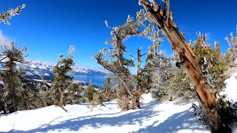 Skiing Through Trees in Lake Tahoe Stock Footage