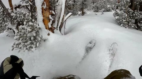 Skiing Through Trees in Lake Tahoe Stock Footage