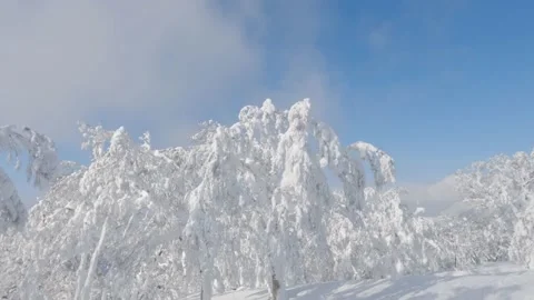 Skiing through winter landscape birch trees covered in thick snow Stock Footage 231553508