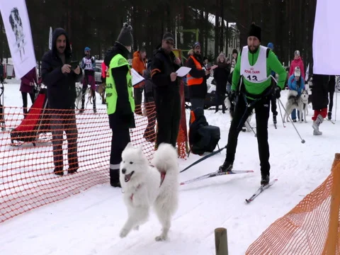 Skijoring with dog Samoyed Stock Video Pond5 - Main Image
