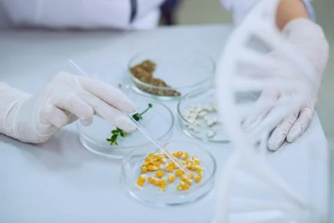 Skilled bioengineer doing a test with seeds Foto stock