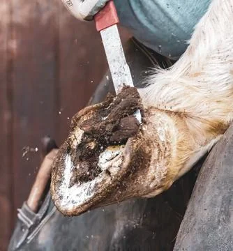 A skilled blacksmith rasping and pulling off dead tissue from a horse’s hoof Stock Photos
