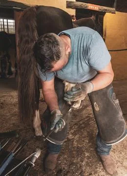 A skilled blacksmith rasping and pulling off dead tissue from a horse’s hoof. Stock Photos
