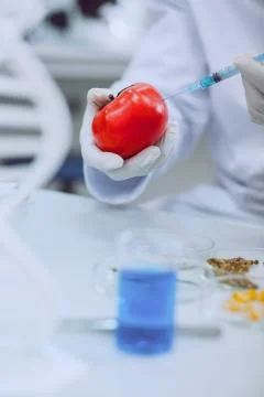 Skilled determined scientist testing tomatoes 스톡 사진