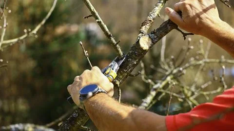 Skilled farmer’s hands pruning a fruit tree with gardening shears Stock Photos