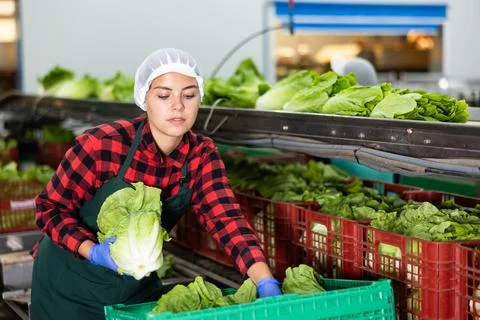 Skilled female worker of vegetable processing factory checking fresh green Stock Photos