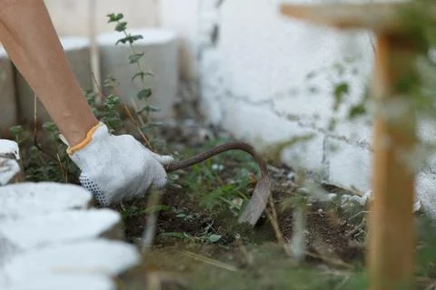 A skilled gardener uses a weeding tool to tend to a thriving garden, showcasi Stock Photos