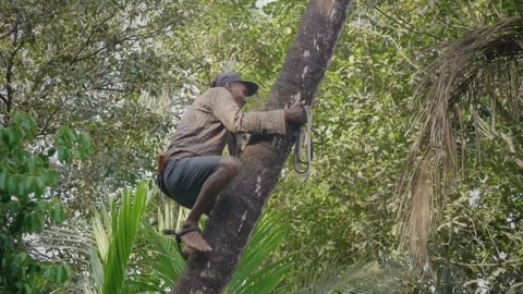 Skilled Indian man ascending a coconut tree to harvest fruits Stock Footage 337395756
