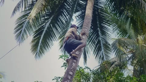 Skilled Indian man climbing a coconut tree to harvest fruits Stock Footage 337395838