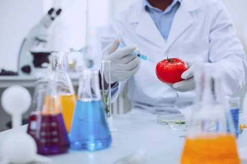 Skilled knowledgeable scientist testing tomatoes Stock Photos