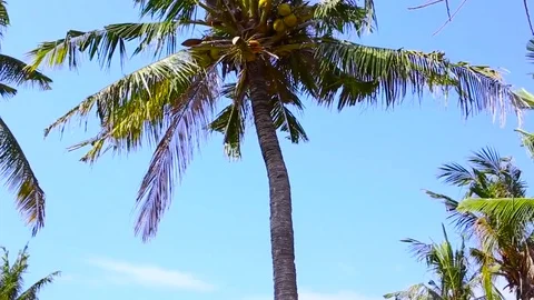 Skilled palm climber only hand and foot Stock Footage 77766281