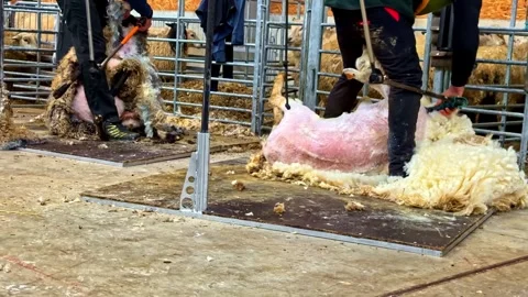 Skilled Sheep Shearing in Rustic Barn Captures Rural Craftsmanship Stock Footage 333310724