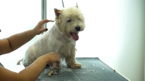 Skilled specialist hands wit scissors cut dog in pet barber salon. Handheld shot Stock Footage 109533550