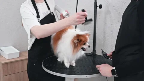 Skilled teamwork ensures quick, precise grooming for fluffy Pomeranian in luxury Stock Footage 305650783