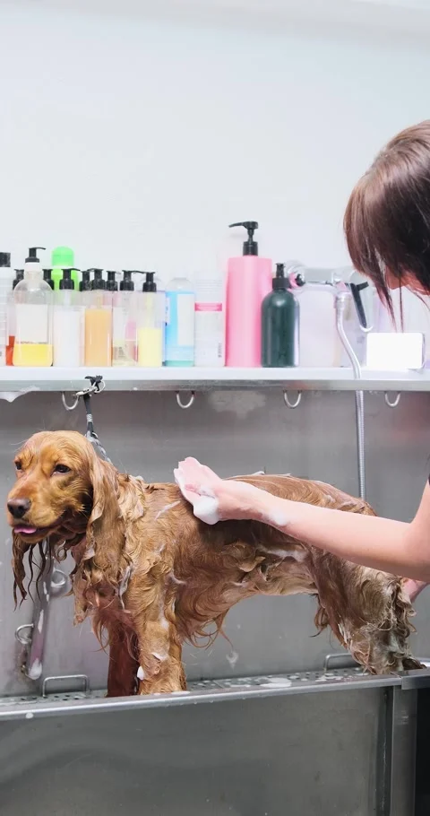 Skilled veterinary professional performing thorough cleaning of adorable english Stock Footage 316744145