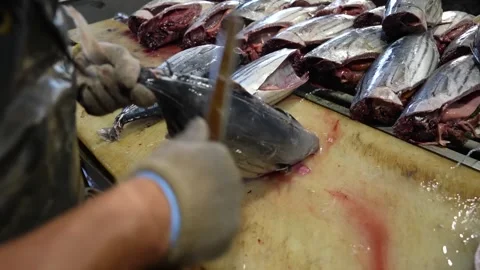 Skilled worker filleting rows of skipjack tuna with knife on cutting table in 库存影片 348698278