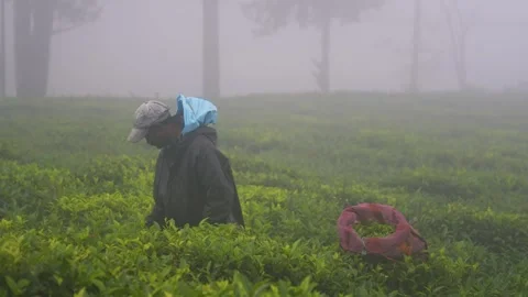 Skilled worker plucking tea leaves by hand at a plantation field in Nuwara Vídeos de archivo 331326674