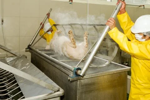 Skilled workers manually remove a pig carcass from a scalding tub,using human Foto stock