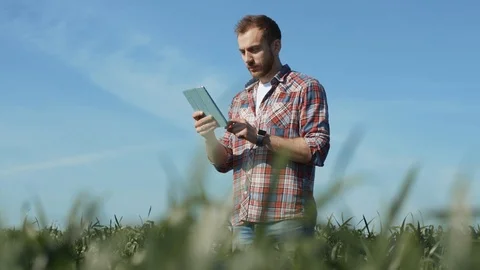 Skillful agricultural scientist inspecting a wheat field using a digital tablet Stock Footage 110964643