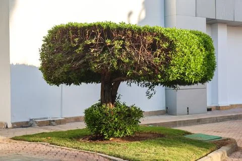 A skillfully shaped tree with pruned branches that showcases unique shape nat Stock Photos