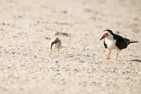 Skimmer bird standing by her chick eating a fish Photos