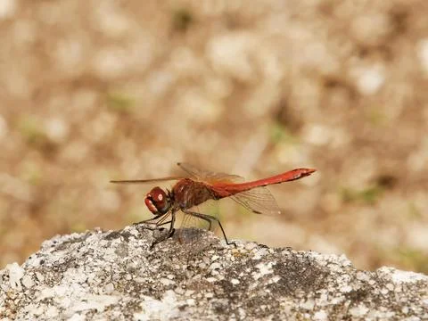Skimmer Dragonfly Stock Photos
