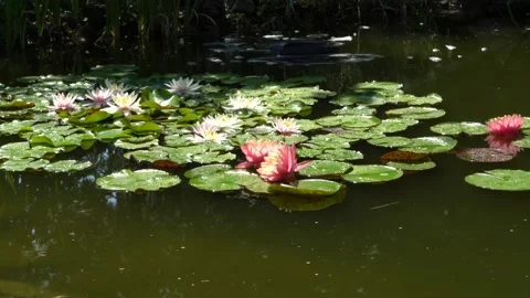 Skimmer floats on surface of water in pond with lotus flowers or water lilies Stock Footage 135233440