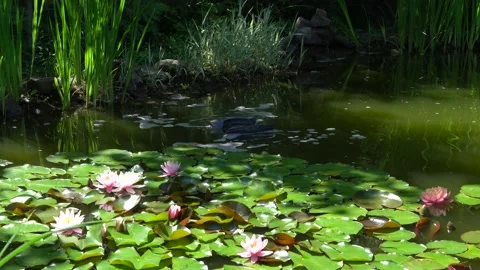 Skimmer Messner swims on surface of water in pond and collects leaves and dirt. Stock Footage 133349484