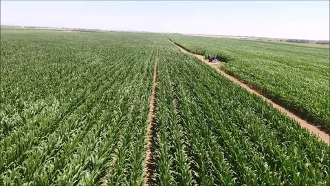 A skimmer over a cornfield Stock Footage 82638062