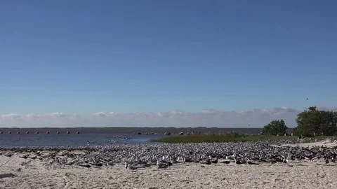 Skimmer.CO16 Stock Footage 81757358