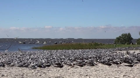 Skimmers.C013 Stock Footage 81757649