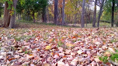 Skimming inches over a thick layer of fallen leaves in an outdoor park, blur out Vídeos de archivo 166128585
